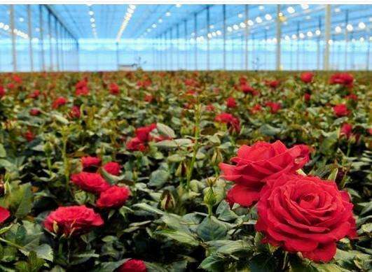 宜春鮮花保鮮庫設(shè)計公司推薦